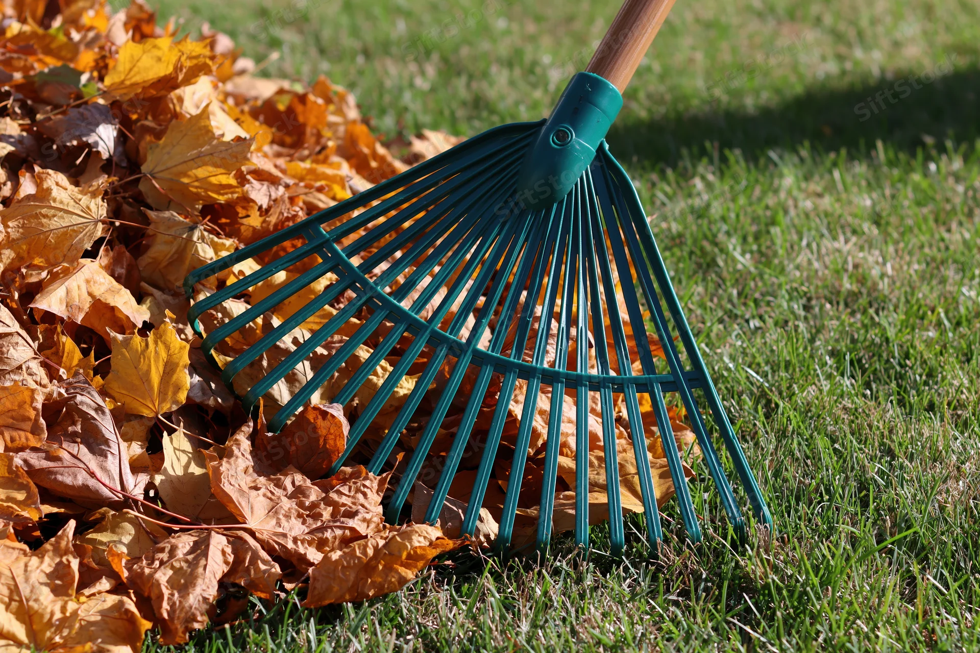 Green plastic fan rake gathering fallen autumn leaves on a grassy lawn