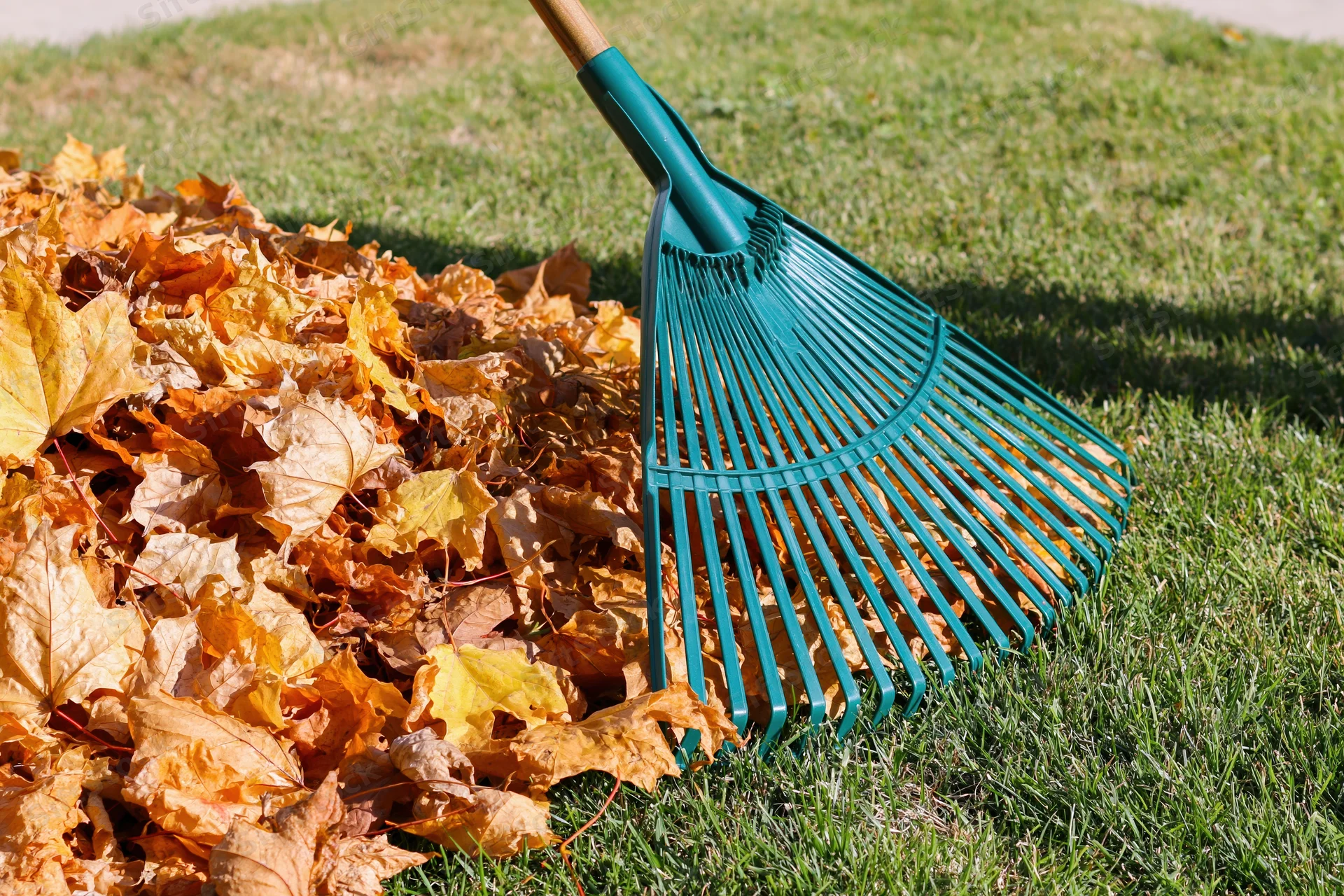 Green plastic fan rake gathering a pile of fallen autumn leaves on a grassy lawn