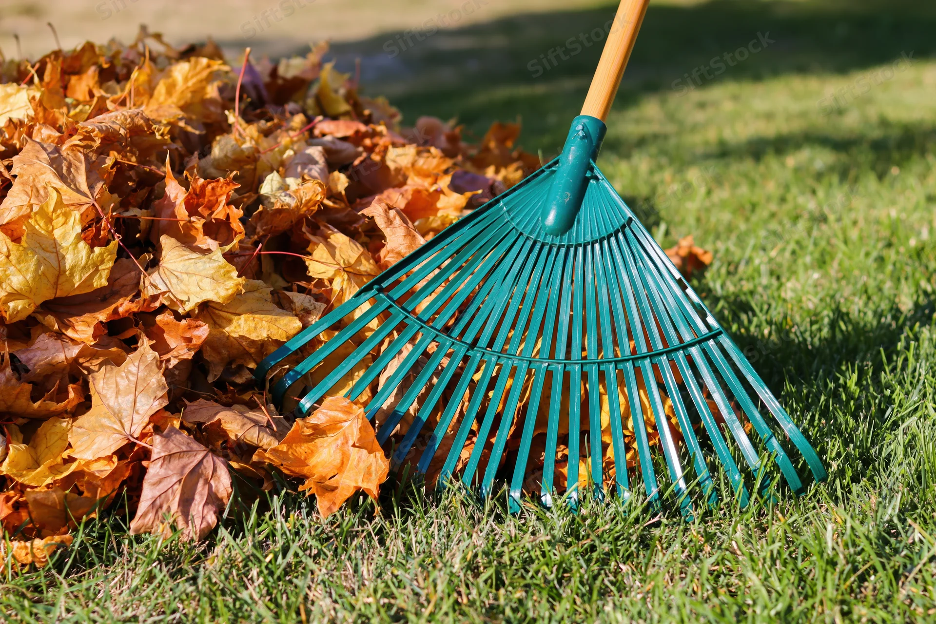 Green plastic fan rake resting beside a pile of fallen autumn leaves on a grassy lawn