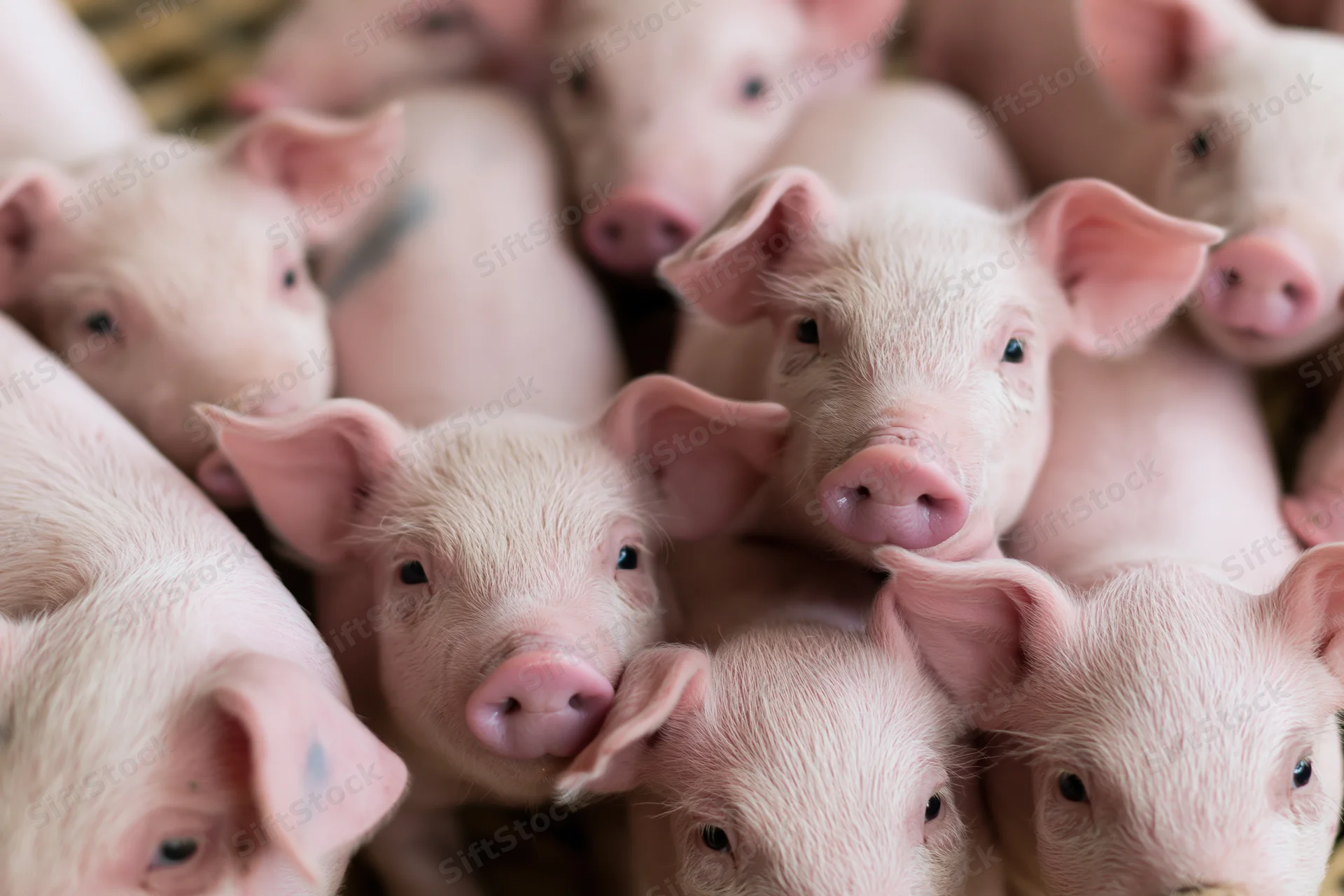 Young piglets crowded together in a farm pen