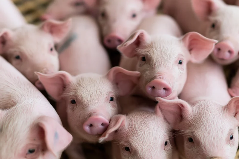 Young piglets crowded together in a farm pen
