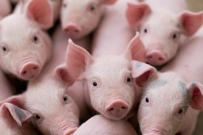 Young piglets crowded together in a farm pen