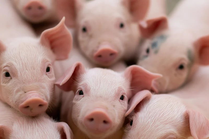 Young piglets crowded together in a farm pen
