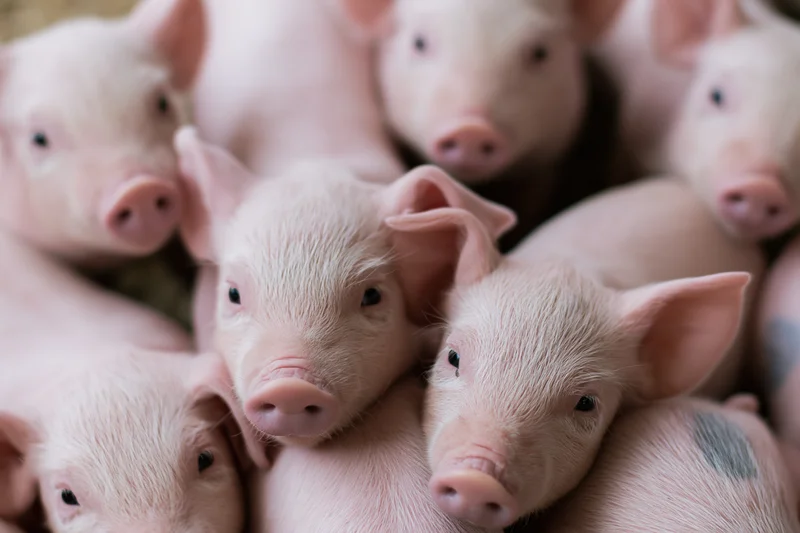Young piglets crowded together in a farm pen