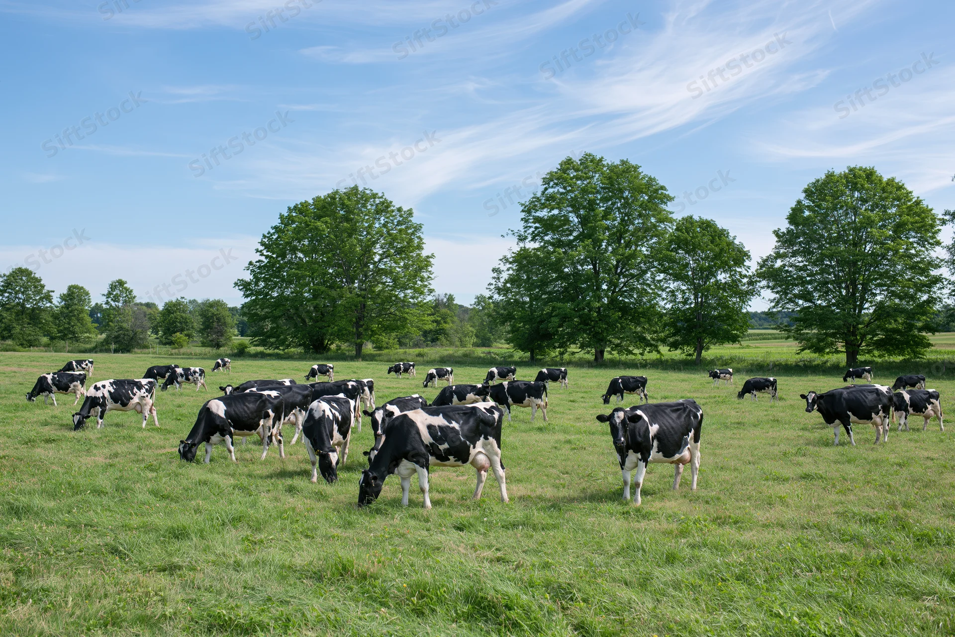Herd of black-and-white holstein dairy cows grazing in a green pasture under a blue sky with scattered clouds