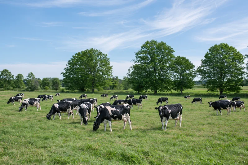Herd of black-and-white holstein dairy cows grazing in a green pasture under a blue sky with scattered clouds