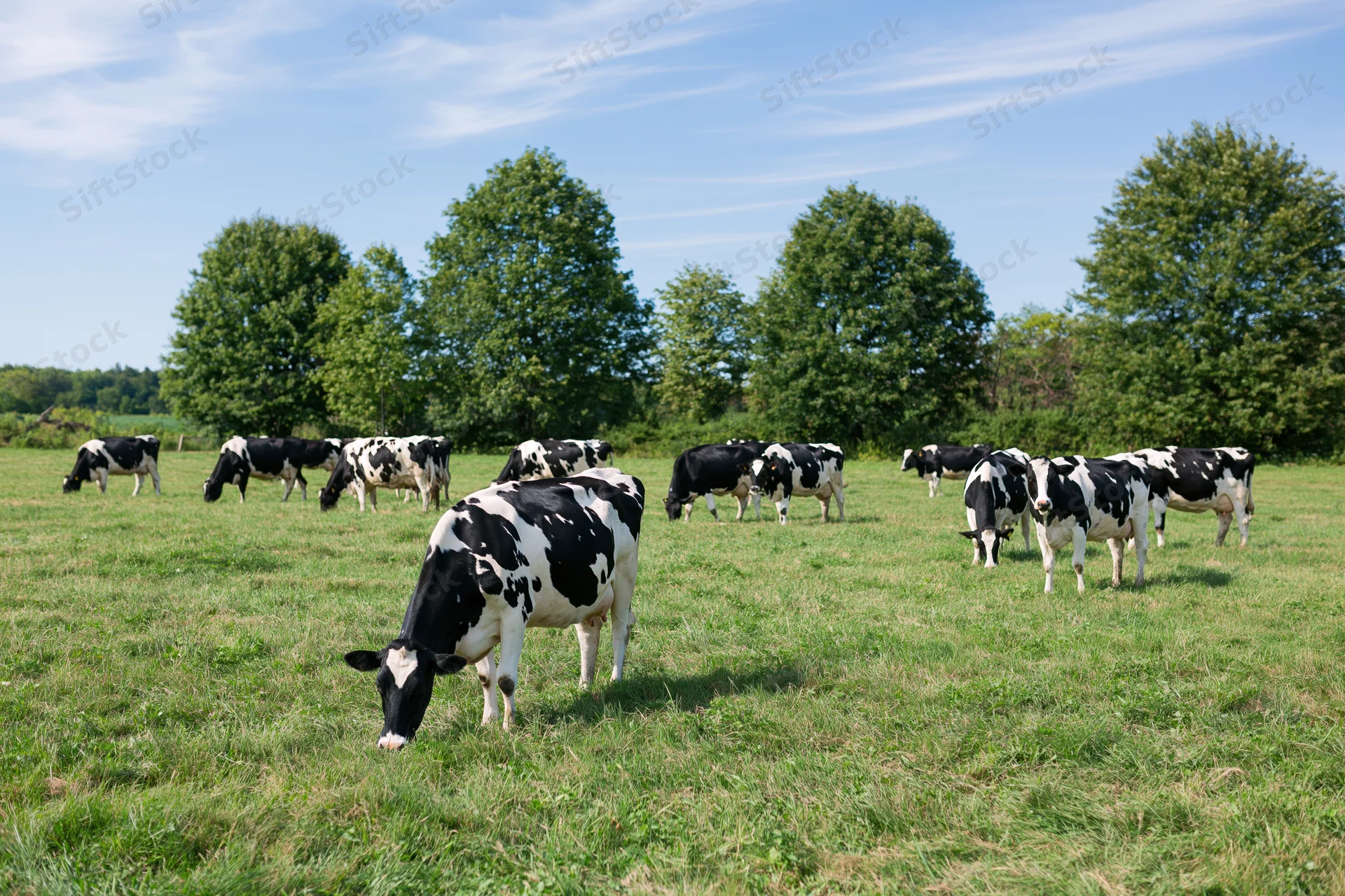 Holstein dairy cows grazing in a green pasture under a blue sky with scattered clouds