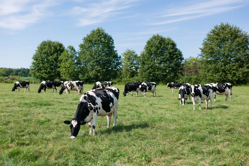 Holstein dairy cows grazing in a green pasture under a blue sky with scattered clouds