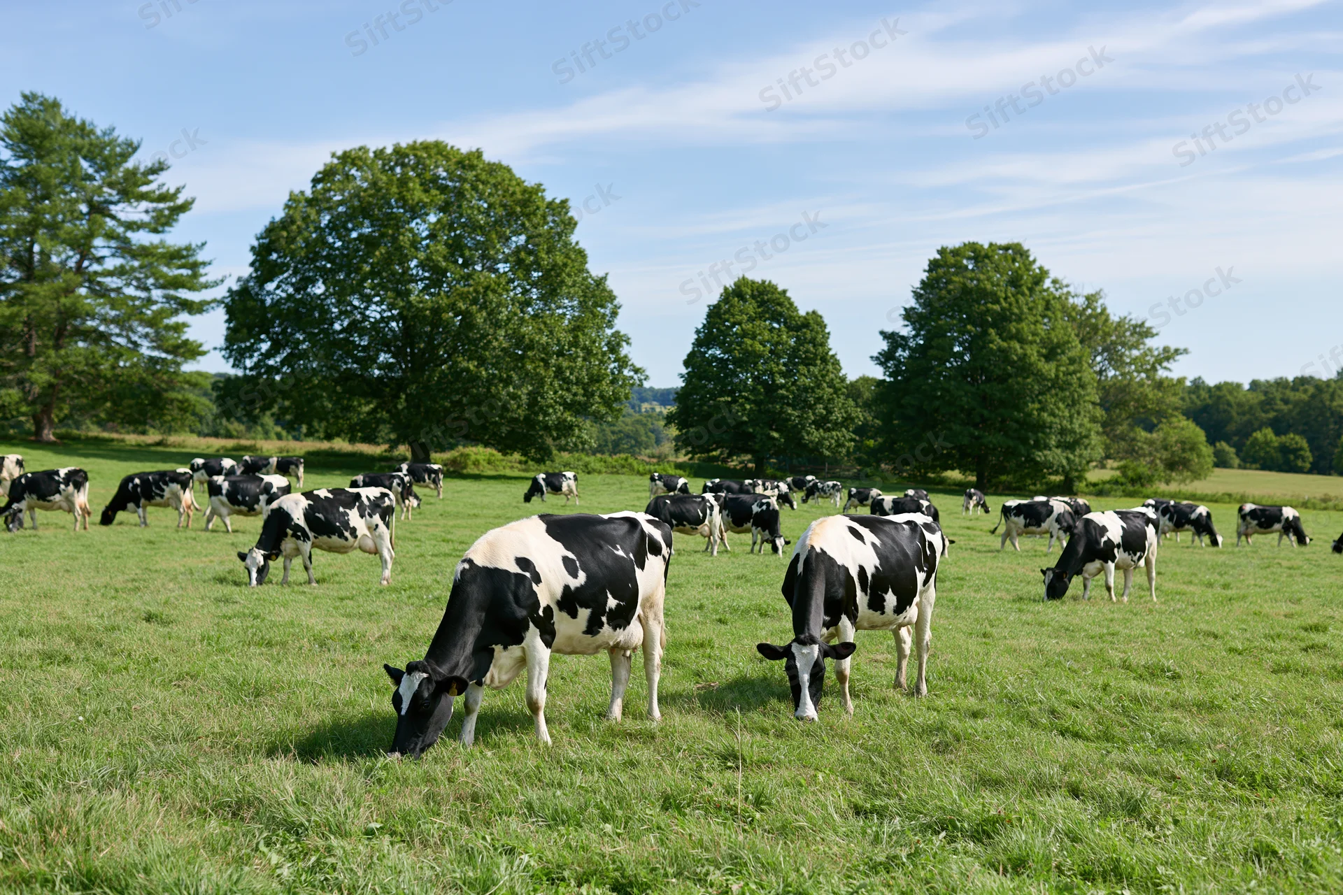 Herd of black-and-white holstein dairy cows grazing in a green pasture under a blue sky with scattered clouds
