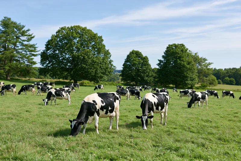 Herd of black-and-white holstein dairy cows grazing in a green pasture under a blue sky with scattered clouds