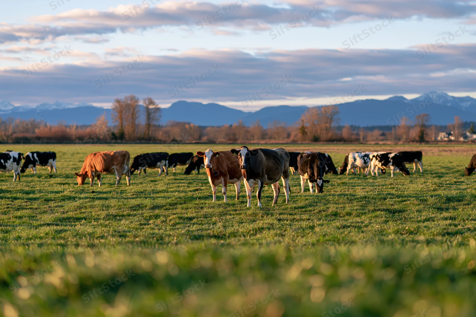 Herd of dairy cows grazing in a green pasture with mountains in the background during golden hour