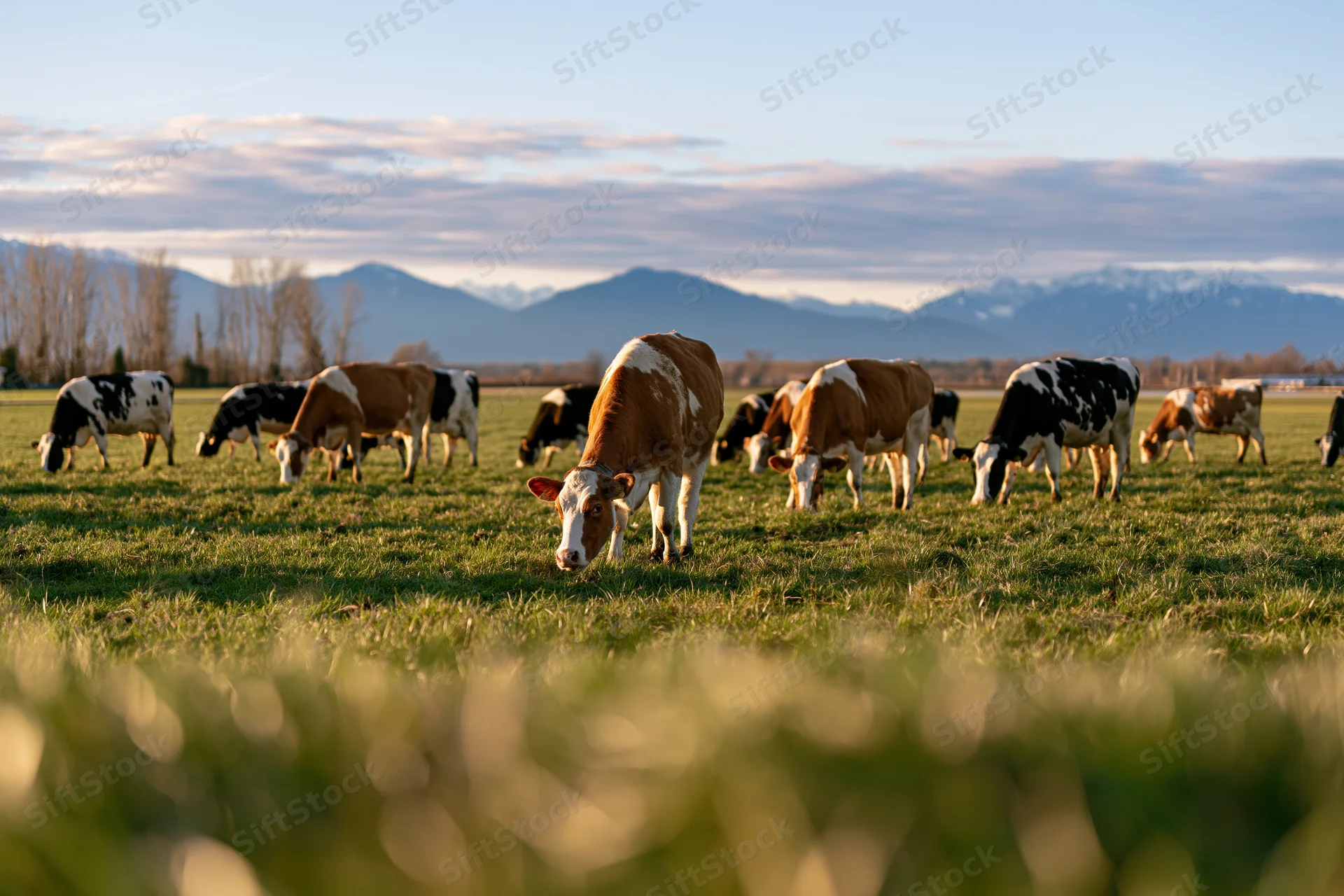 Herd of dairy cows grazing in a grassy pasture with mountains in the background during golden hour