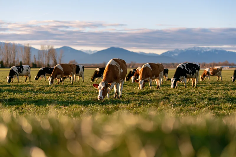 Herd of dairy cows grazing in a grassy pasture with mountains in the background during golden hour