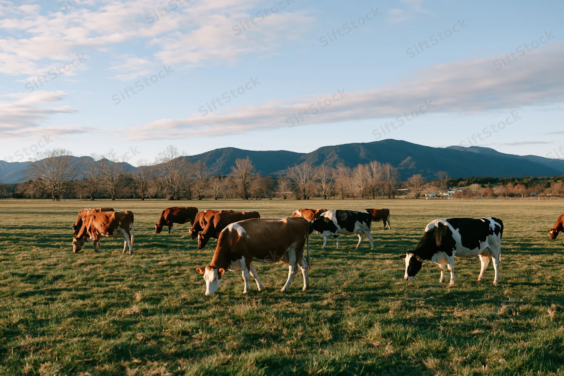 Dairy cows grazing in a grassy pasture with mountains in the background