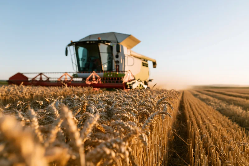 Combine harvester moving through golden wheat field
