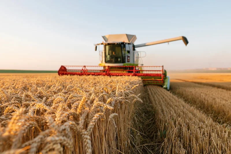 Combine harvester harvesting golden wheat in a rural field during summer harvest season