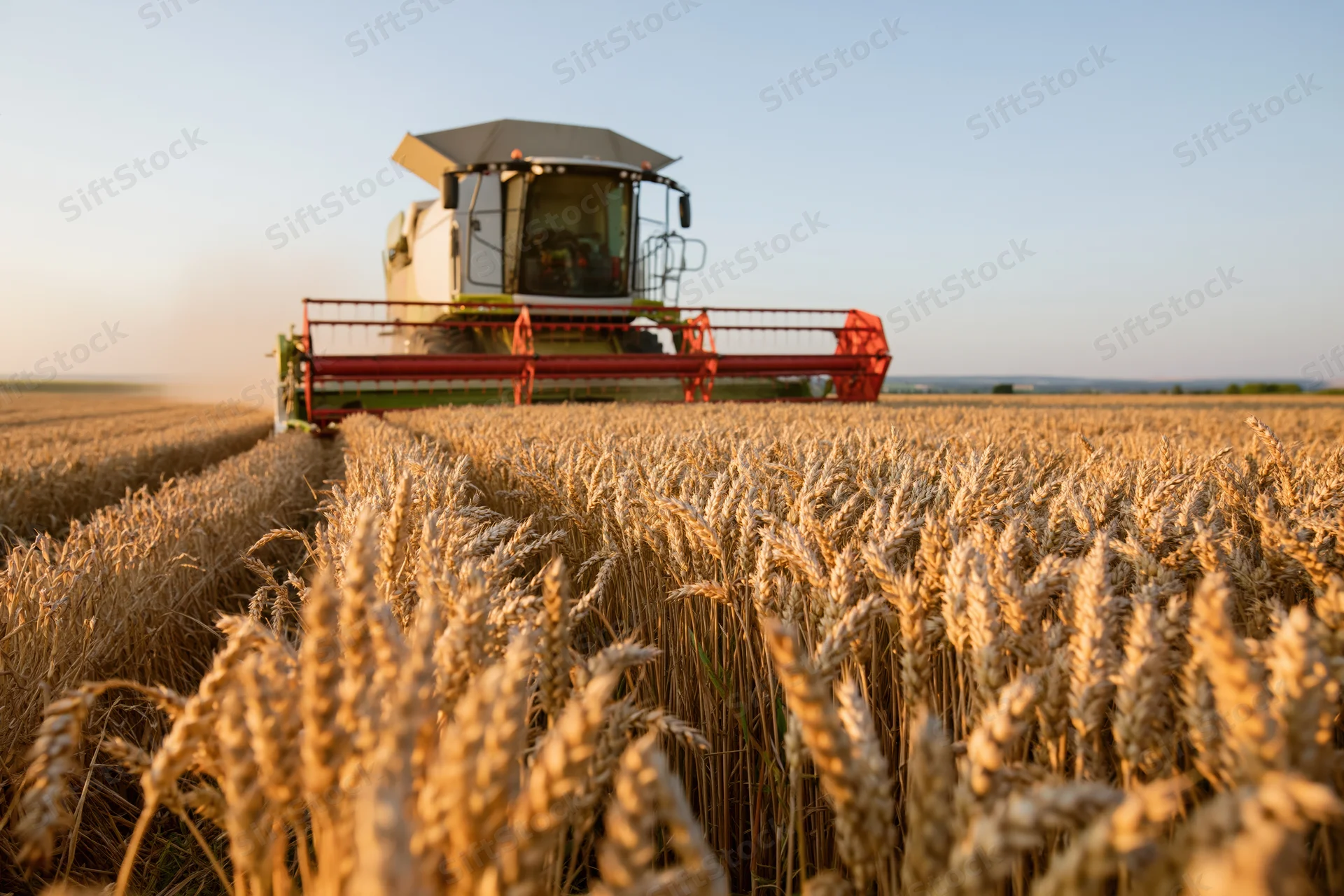 Combine harvester harvesting golden wheat in a rural field during daytime