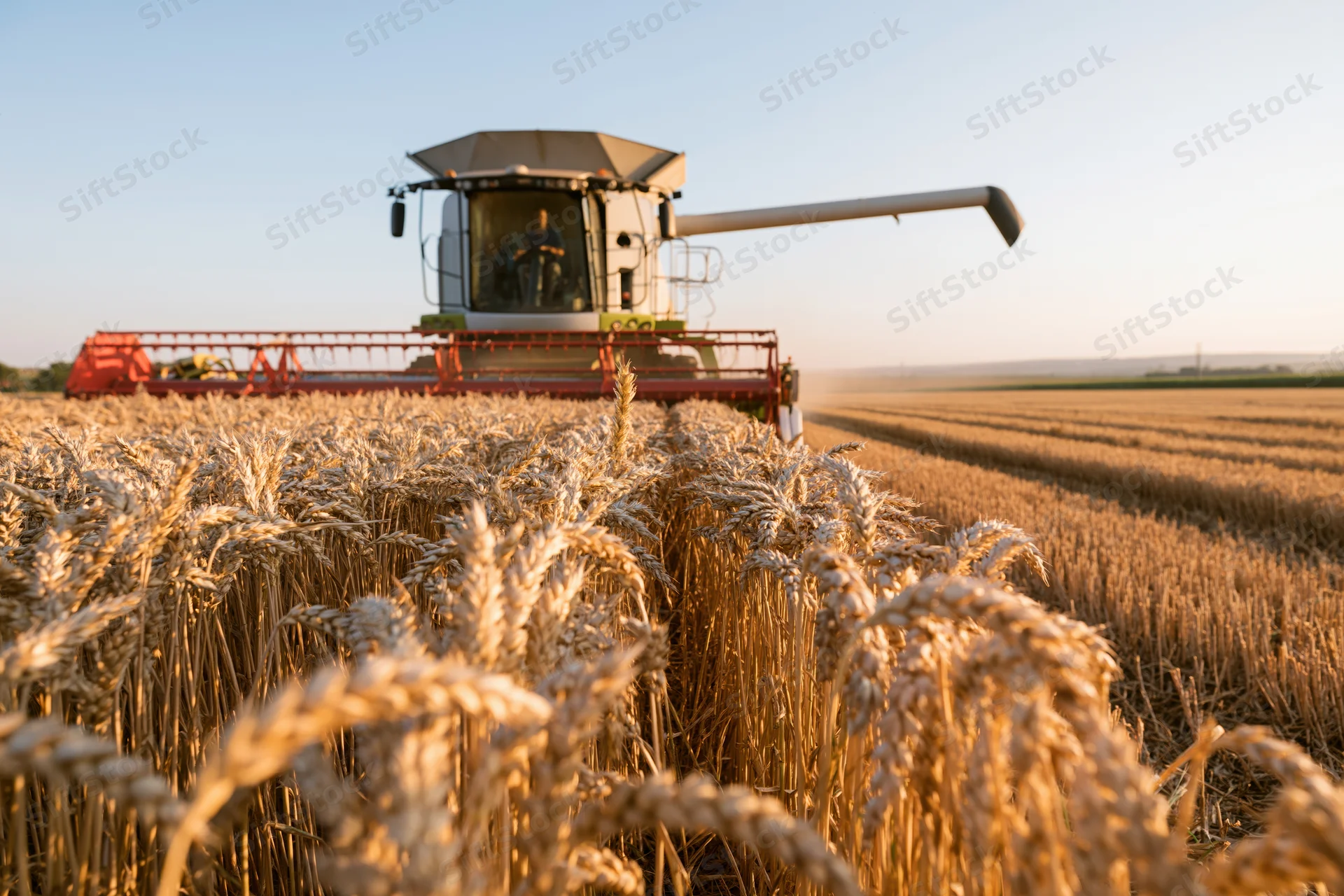 Combine harvester harvesting golden wheat in a rural field at sunset