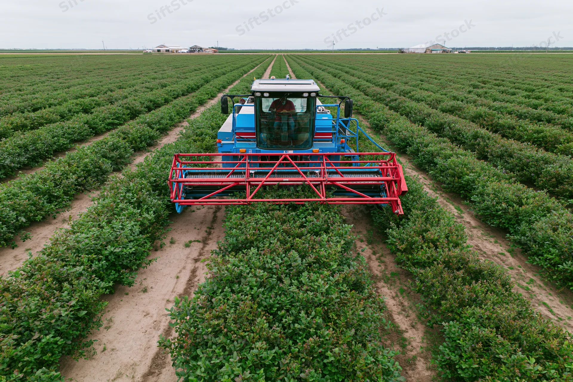 Mechanical blueberry harvester moving between rows of bushes in a large farm field