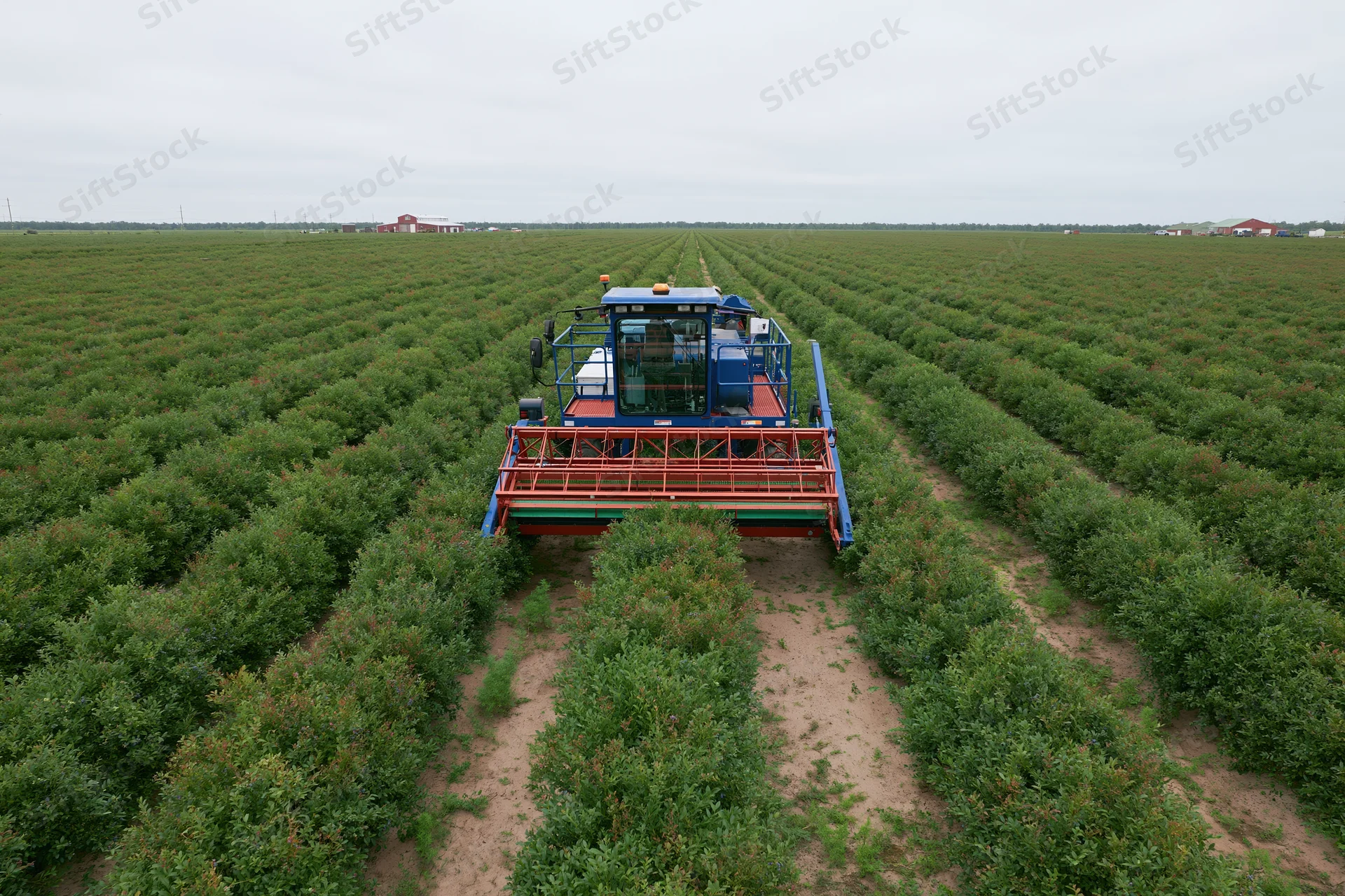 Mechanical blueberry harvester straddling rows of bushes in a large agricultural field
