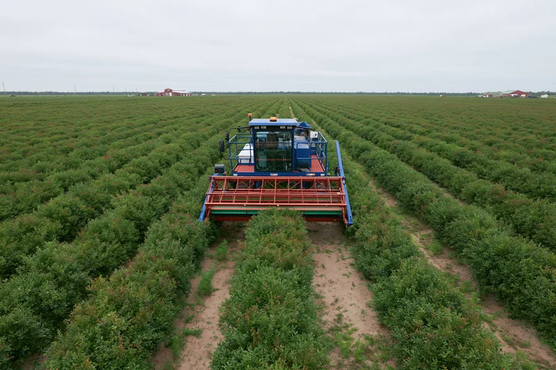 Mechanical blueberry harvester straddling rows of bushes in a large agricultural field
