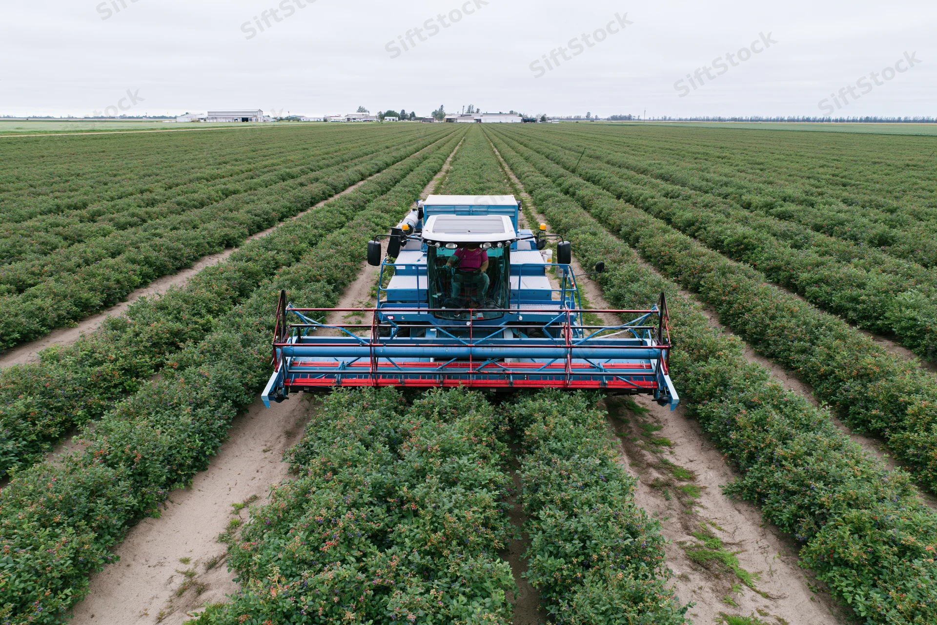 Mechanical blueberry harvester moving through rows of bushes in a large farm field