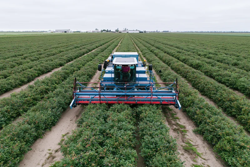 Mechanical blueberry harvester moving through rows of bushes in a large farm field