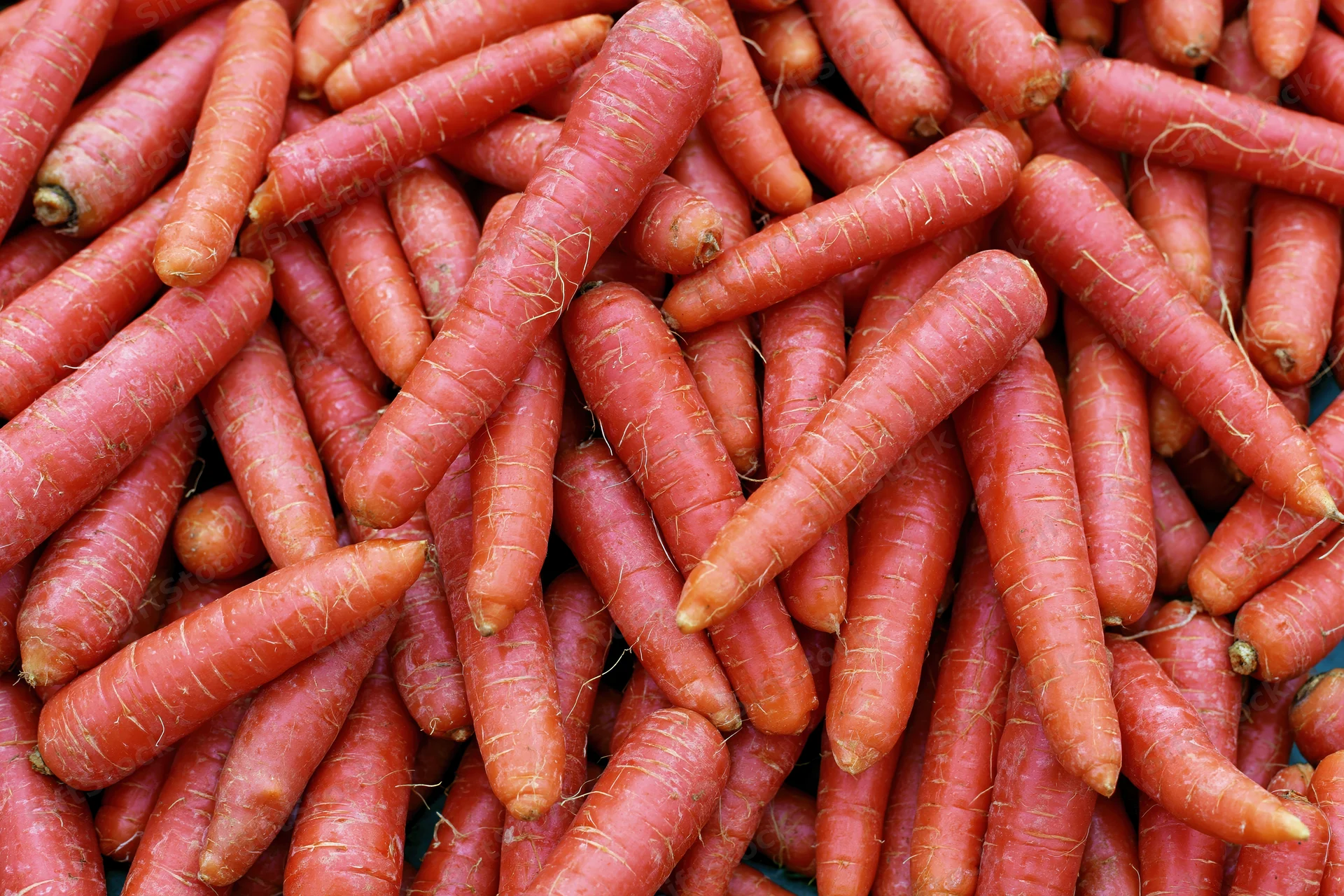 A large pile of fresh whole carrots filling the frame