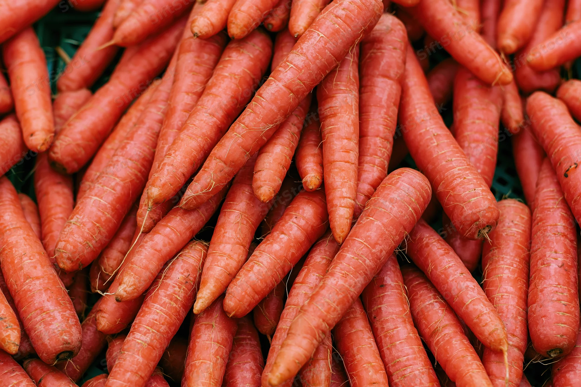 A large pile of fresh whole carrots filling the frame
