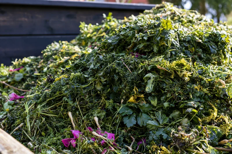 Large pile of freshly dumped garden waste in wooden compost bin