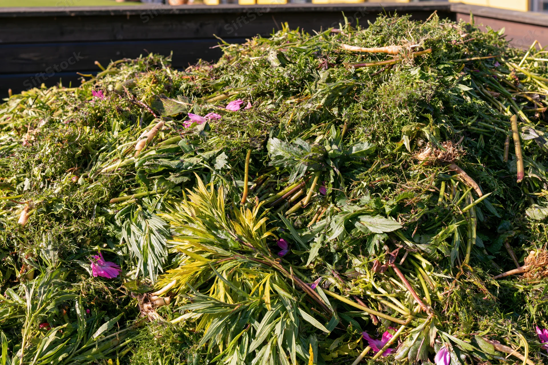 Large pile of freshly dumped garden waste filling a compost bin outdoors