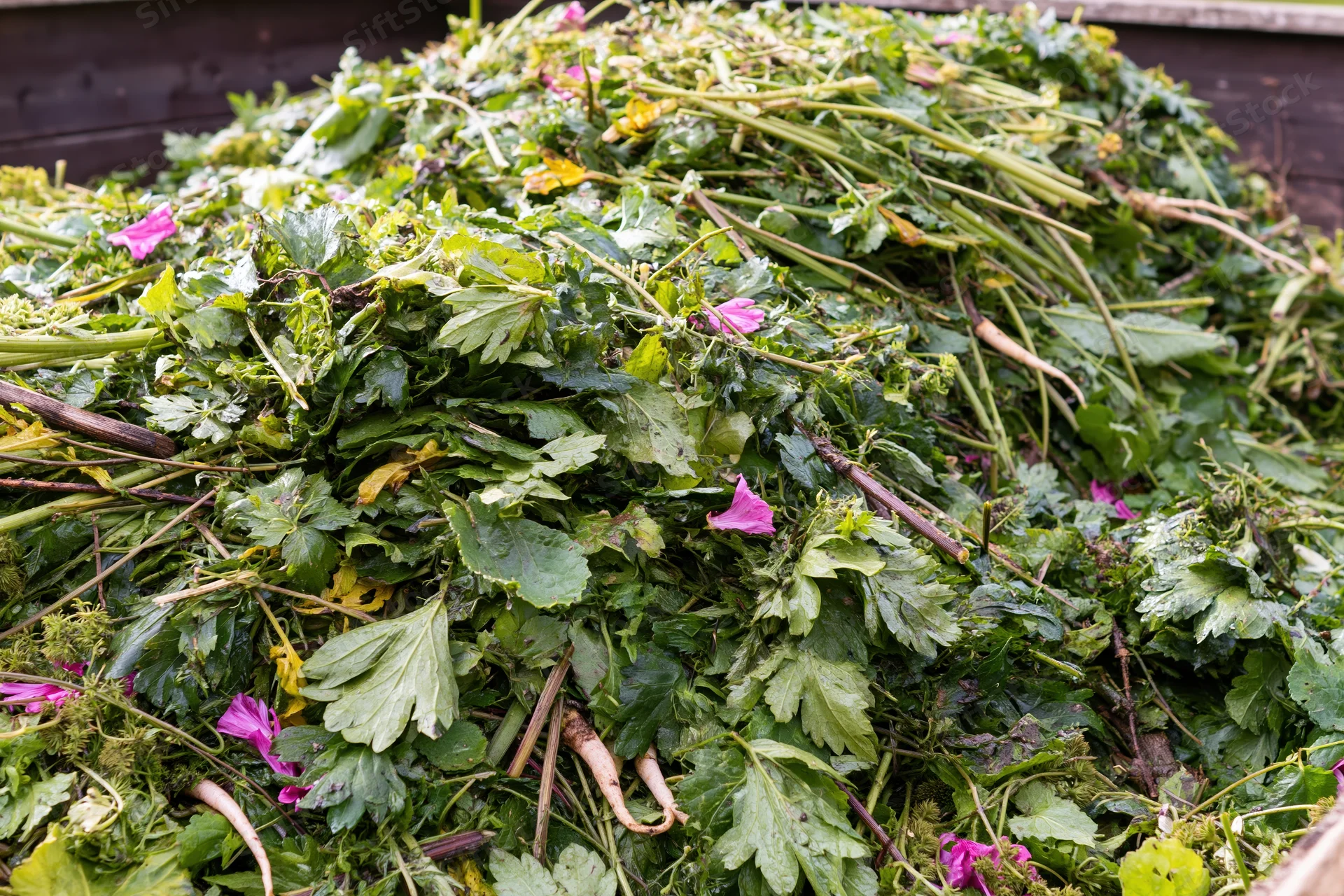 Pile of freshly dumped garden waste filling a compost bin