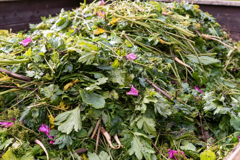 Pile of freshly dumped garden waste filling a compost bin
