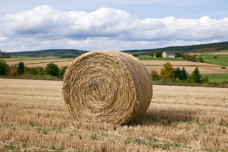Large round hay bale resting in a harvested field under a cloudy sky with distant farm buildings and trees