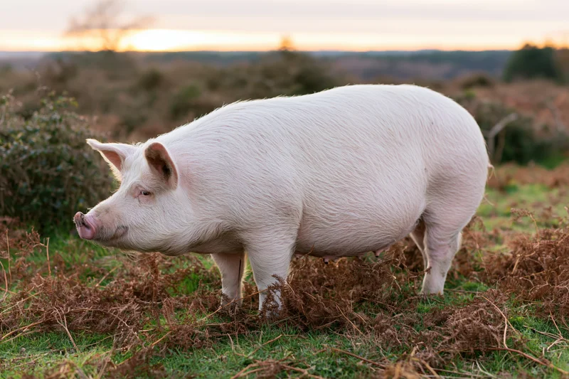 White pig rooting through dead bracken ferns in a rural field at sunset
