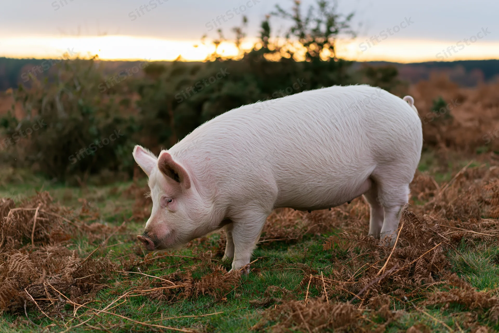 White pig rooting through dead bracken ferns in a grassy field at sunset