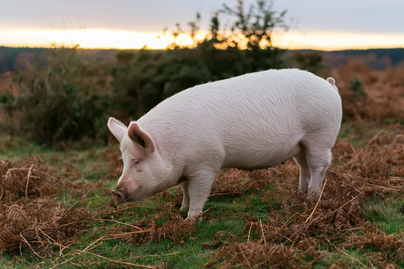 White pig rooting through dead bracken ferns in a grassy field at sunset