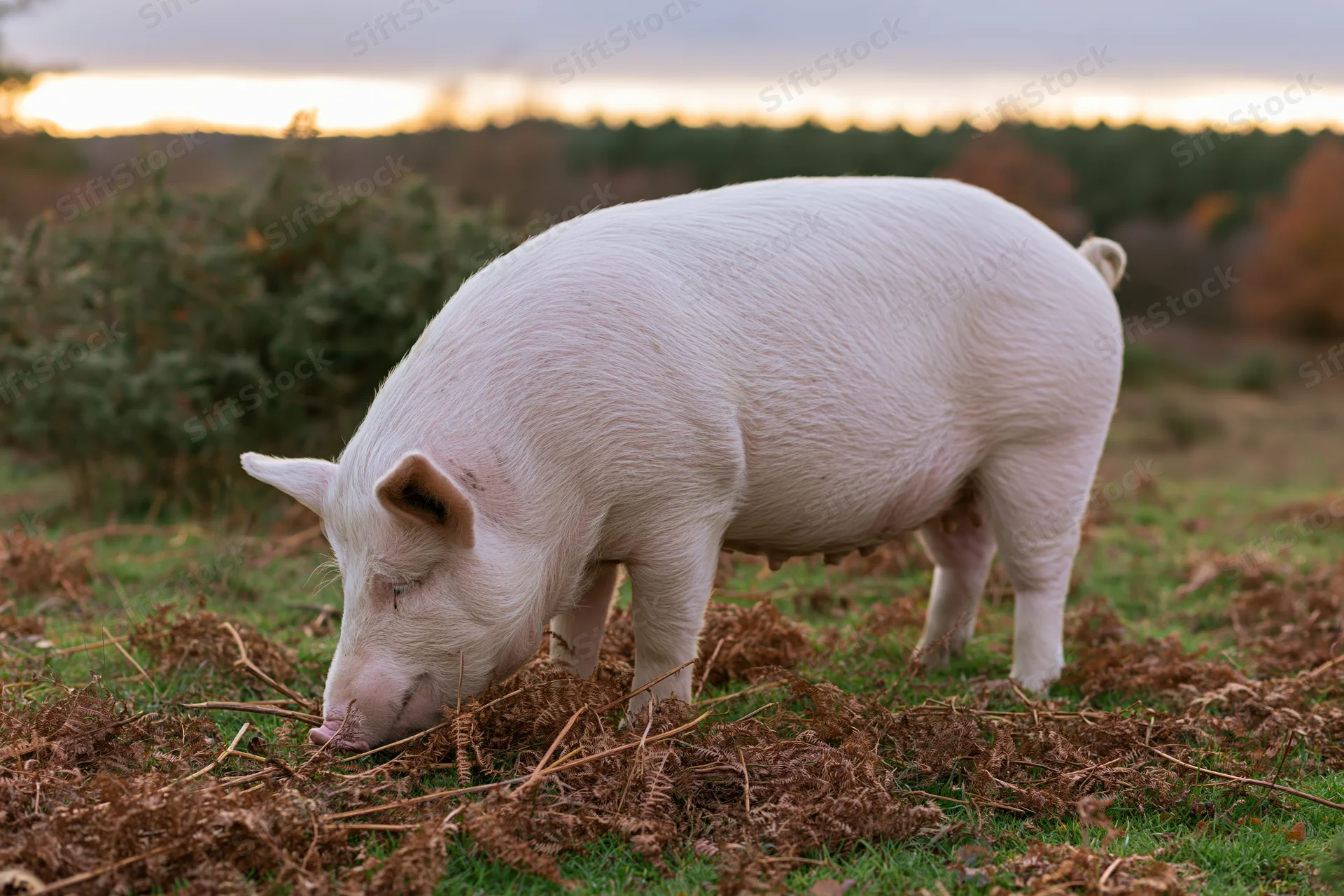 White pig rooting through dead bracken ferns in a grassy field at twilight
