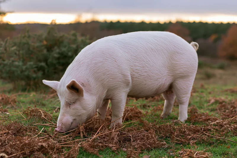White pig rooting through dead bracken ferns in a grassy field at twilight