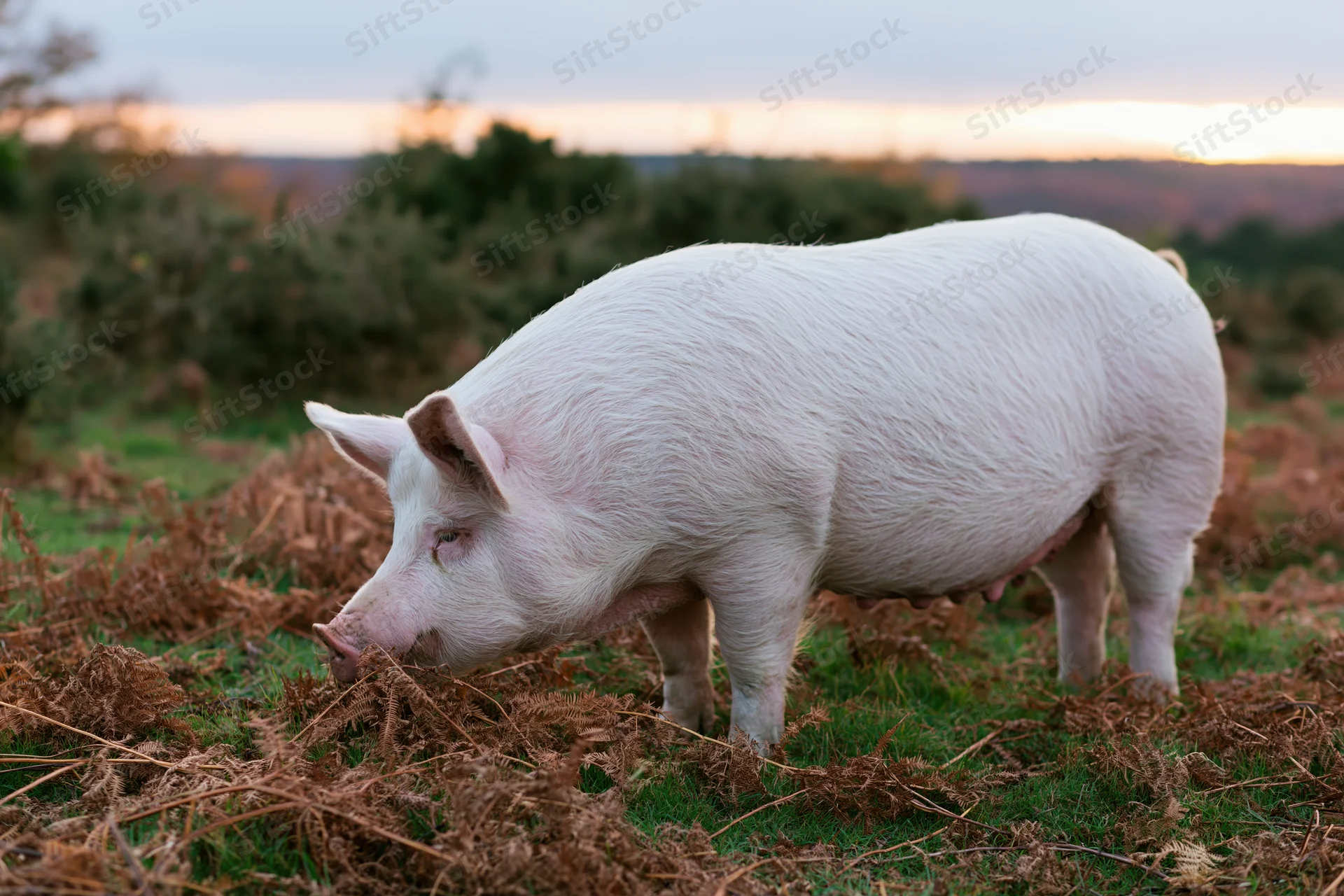 White pig rooting through dead bracken ferns in a grassy field at dusk