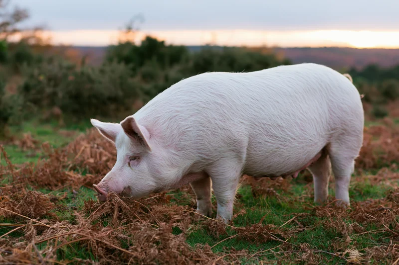 White pig rooting through dead bracken ferns in a grassy field at dusk