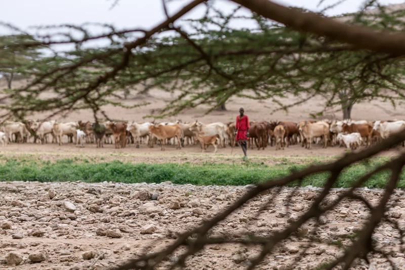 Herder guiding a mixed herd of cattle across a dry savanna field with acacia branches in the foreground