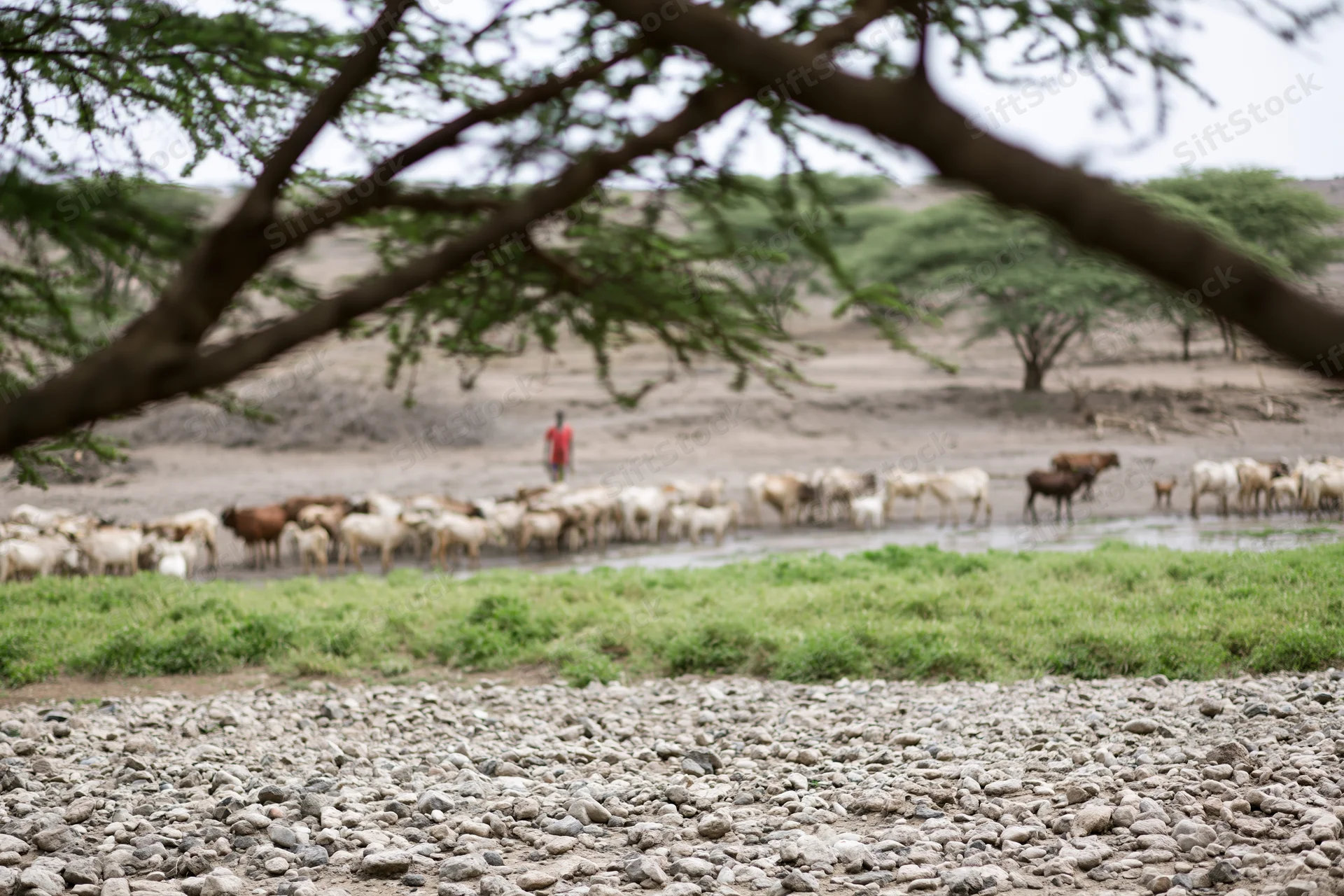 Herder guiding mixed herd of cattle, sheep and goats at watering hole in dry savanna landscape