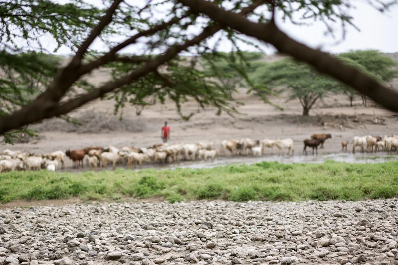 Herder guiding mixed herd of cattle, sheep and goats at watering hole in dry savanna landscape