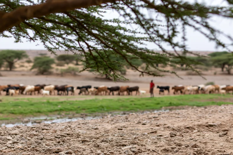 Herder in red shirt standing among cattle grazing in a dry savanna pasture with scattered acacia trees and a small stream in the foreground