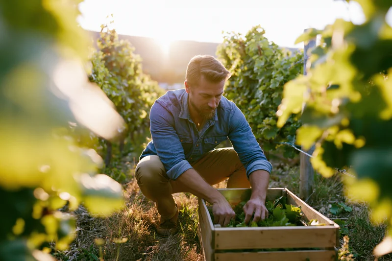 Man crouching between vineyard rows hand-picking grapes into a wooden crate at sunset