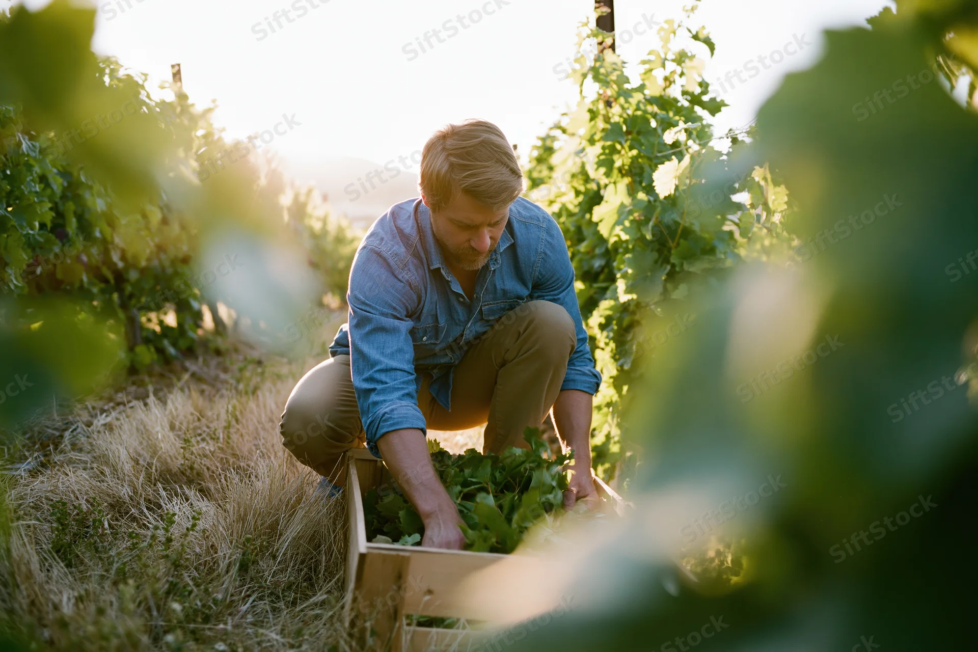 Man crouching between vineyard rows hand-picking grapes into a wooden crate