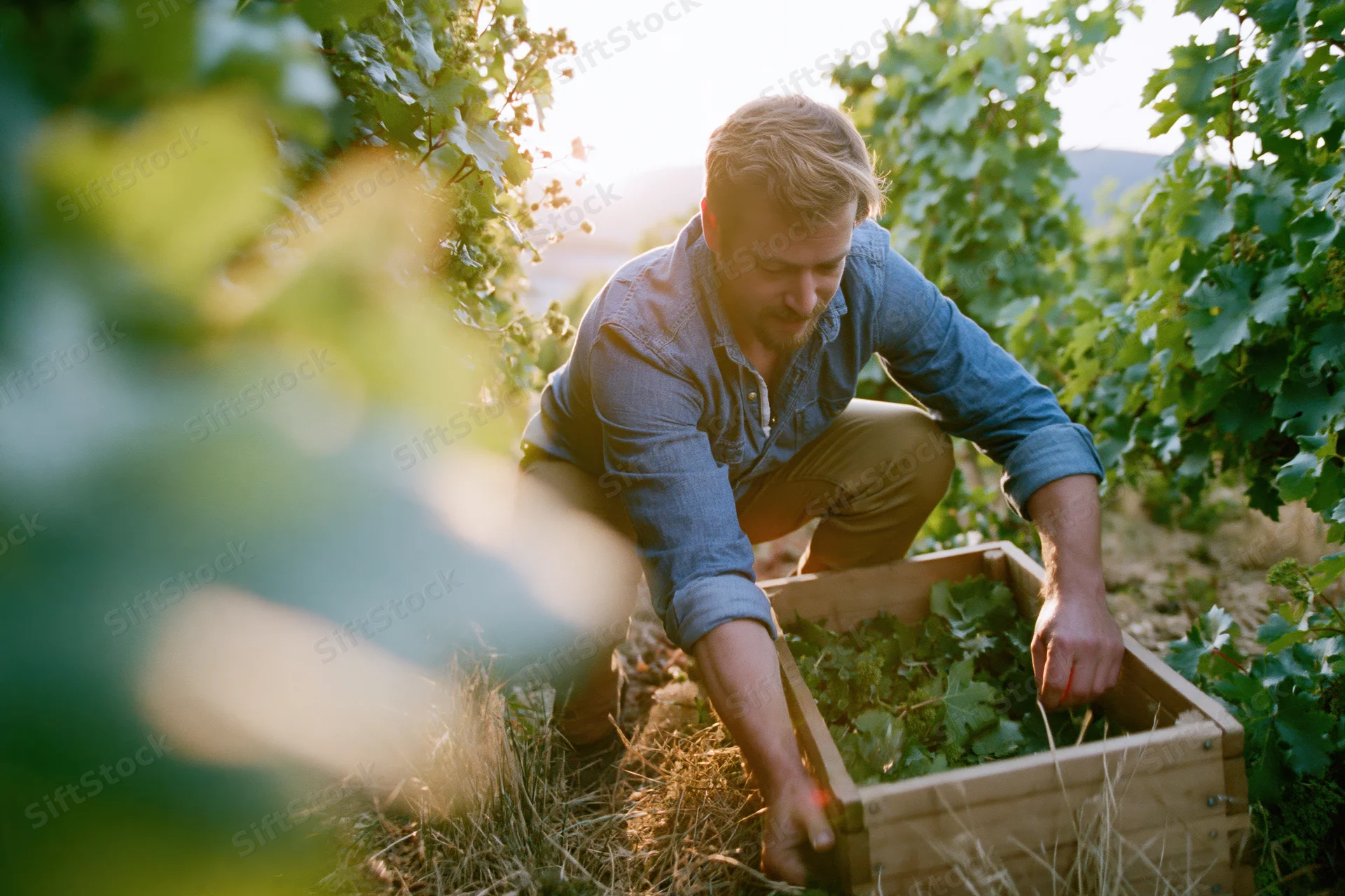 Man crouching between vineyard rows hand-picking grapes into a wooden crate