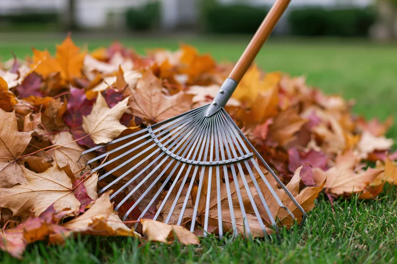 Metal fan rake resting against a pile of fallen autumn leaves on a green lawn
