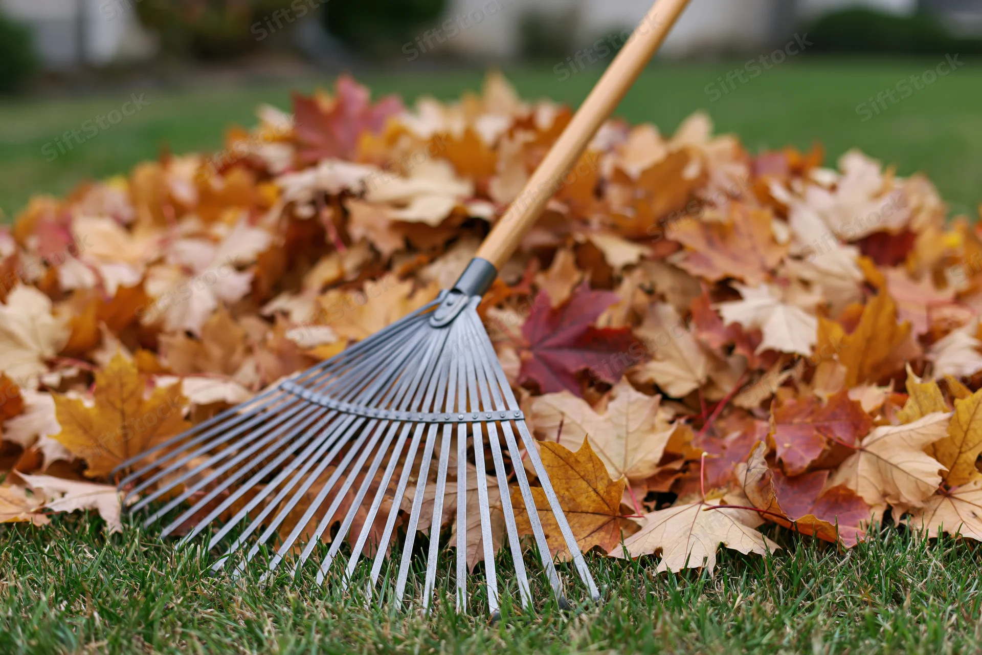 Metal fan rake resting against a pile of fallen autumn leaves on a green lawn